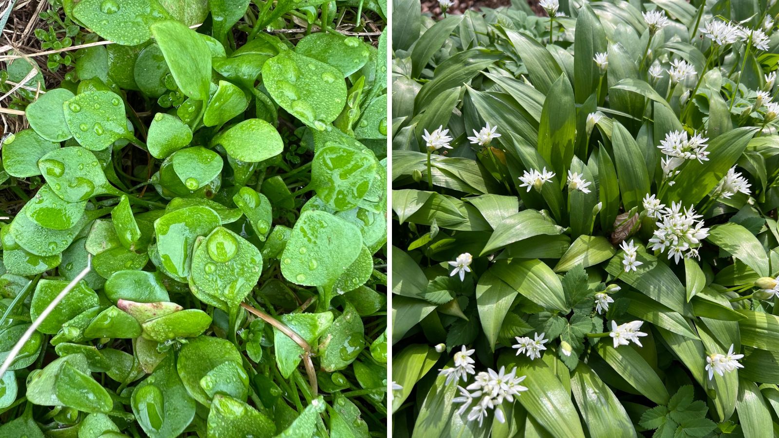 Winterpostelein (links) en daslook (rechts) | foto door: Moniek de Jongh